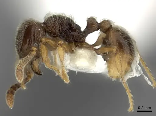 Tetramorium dedefra specimen CASENT0235149 image casent0235149_3