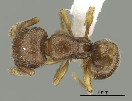 Tetramorium dedefra specimen CASENT0413157 image casent0413157_1