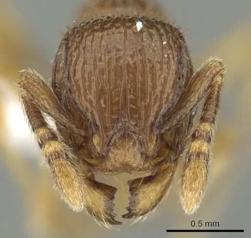 Tetramorium dedefra specimen CASENT0413157 image casent0413157_2