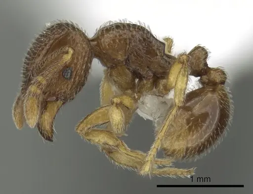 Tetramorium dedefra specimen CASENT0413157 image casent0413157_3