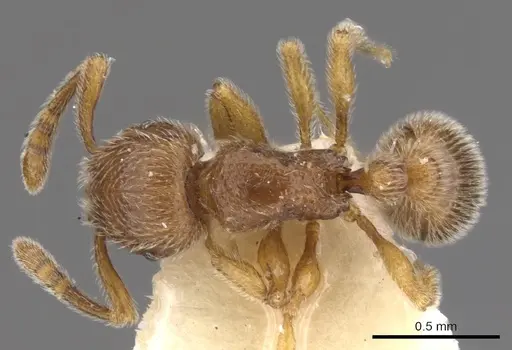 Tetramorium dedefra specimen CASENT0901138 image casent0901138_1