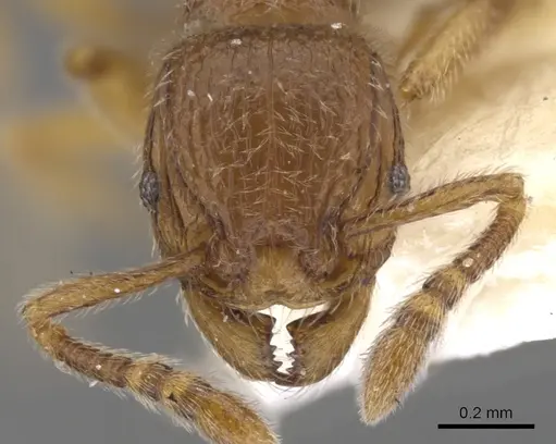 Tetramorium dedefra specimen CASENT0901138 image casent0901138_2