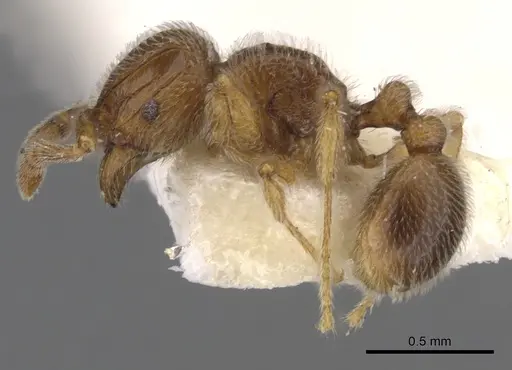 Tetramorium dedefra specimen CASENT0901138 image casent0901138_3