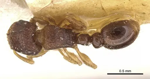 Tetramorium degener specimen CASENT0101147 image casent0101147_1