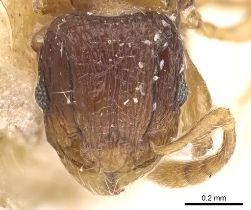 Tetramorium degener specimen CASENT0101147 image casent0101147_2