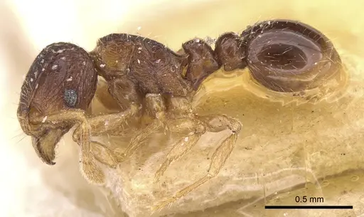 Tetramorium degener specimen CASENT0101147 image casent0101147_3