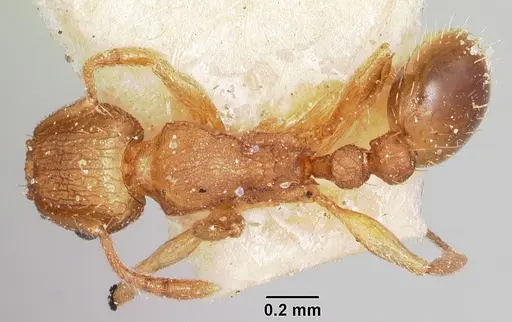 Tetramorium delagoense specimen CASENT0101721 image casent0101721_1