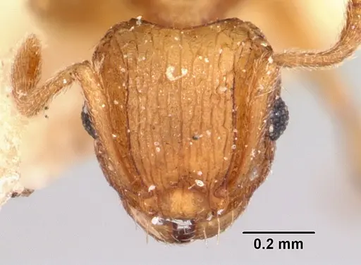Tetramorium delagoense specimen CASENT0101721 image casent0101721_2