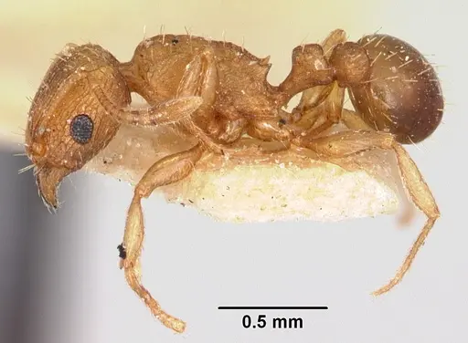 Tetramorium delagoense specimen CASENT0101721 image casent0101721_3