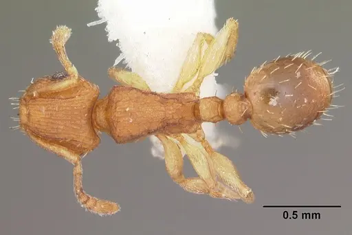 Tetramorium delagoense specimen CASENT0102389 image casent0102389_1