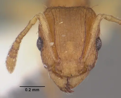 Tetramorium delagoense specimen CASENT0102389 image casent0102389_2