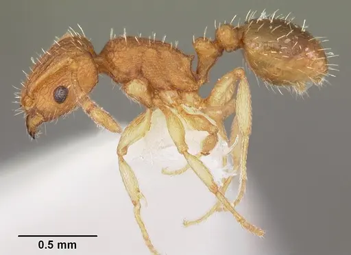 Tetramorium delagoense specimen CASENT0102389 image casent0102389_3