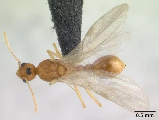 Tetramorium delagoense specimen CASENT0133116 image casent0133116_1
