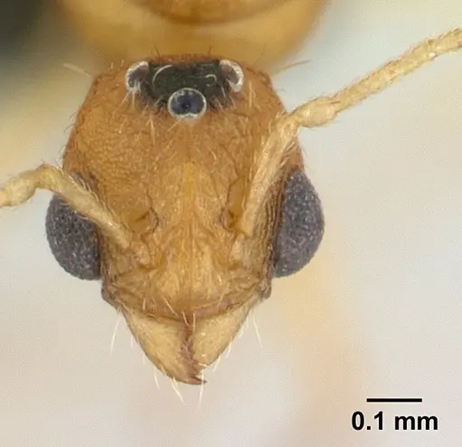 Tetramorium delagoense specimen CASENT0133116 image casent0133116_2