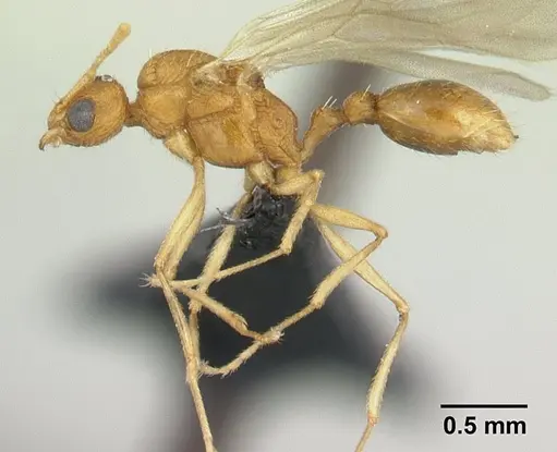 Tetramorium delagoense specimen CASENT0133116 image casent0133116_3