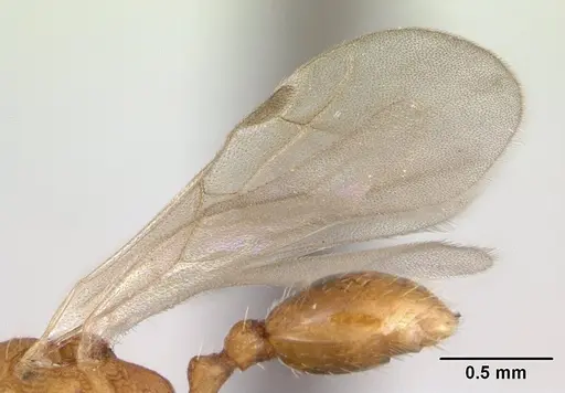 Tetramorium delagoense specimen CASENT0133116 image casent0133116_4
