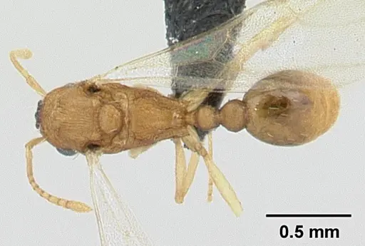 Tetramorium delagoense specimen CASENT0133331 image casent0133331_1