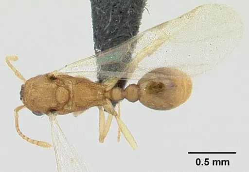 Tetramorium delagoense specimen CASENT0133331 image casent0133331_2