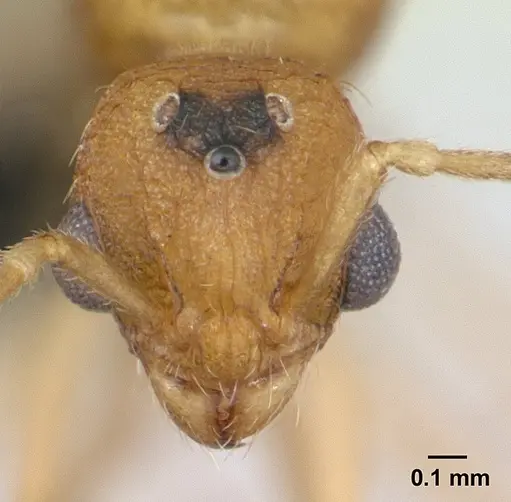 Tetramorium delagoense specimen CASENT0133331 image casent0133331_3