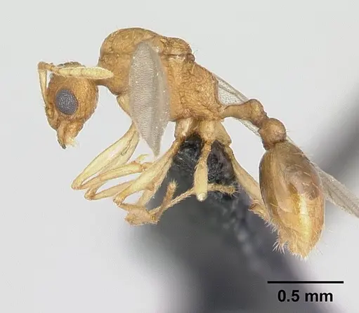 Tetramorium delagoense specimen CASENT0133331 image casent0133331_4