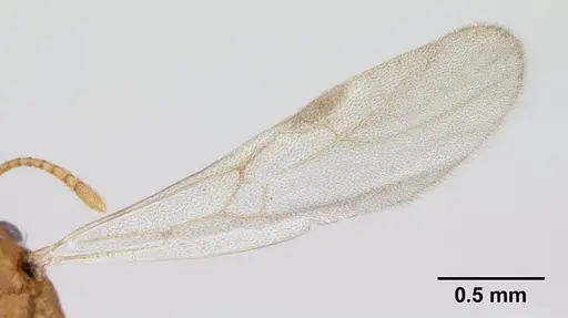 Tetramorium delagoense specimen CASENT0133331 image casent0133331_5