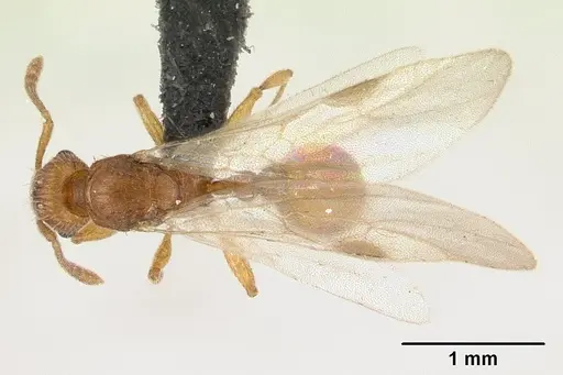 Tetramorium delagoense specimen CASENT0133416 image casent0133416_1