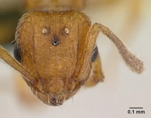 Tetramorium delagoense specimen CASENT0133416 image casent0133416_2