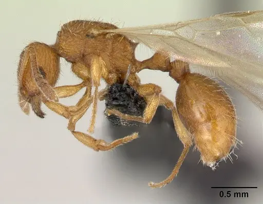 Tetramorium delagoense specimen CASENT0133416 image casent0133416_3