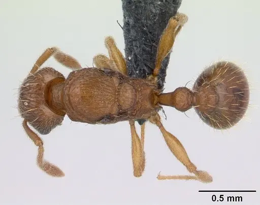 Tetramorium delagoense specimen CASENT0133479 image casent0133479_1