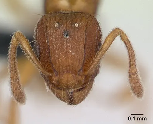 Tetramorium delagoense specimen CASENT0133479 image casent0133479_2