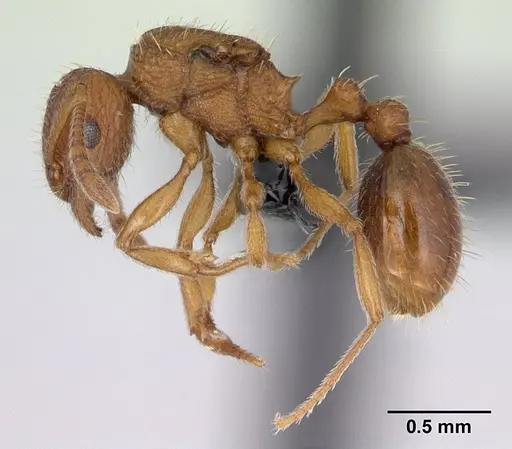 Tetramorium delagoense specimen CASENT0133479 image casent0133479_3