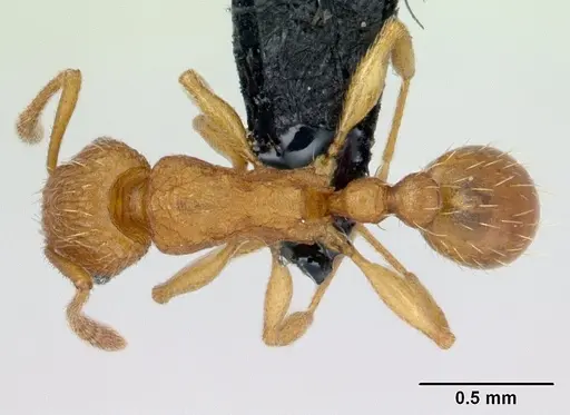 Tetramorium delagoense specimen CASENT0133518 image casent0133518_1