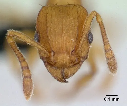 Tetramorium delagoense specimen CASENT0133518 image casent0133518_2