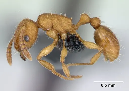 Tetramorium delagoense specimen CASENT0133518 image casent0133518_3