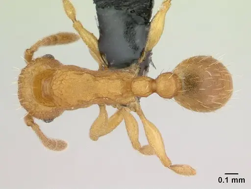 Tetramorium delagoense specimen CASENT0134755 image casent0134755_1