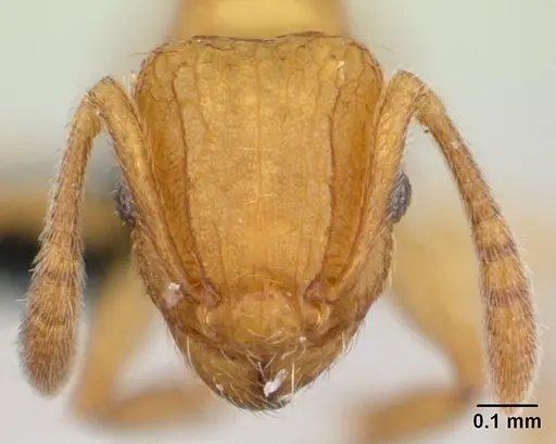 Tetramorium delagoense specimen CASENT0134755 image casent0134755_2