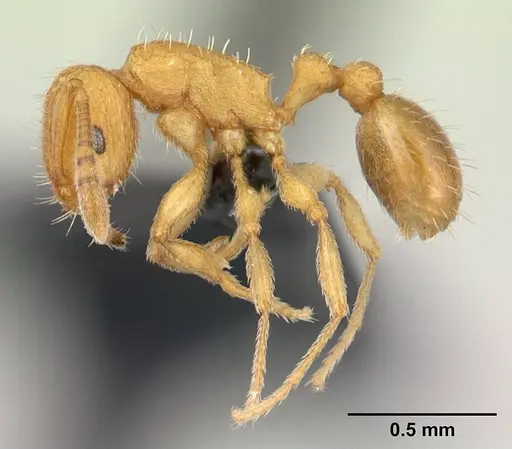 Tetramorium delagoense specimen CASENT0134755 image casent0134755_3