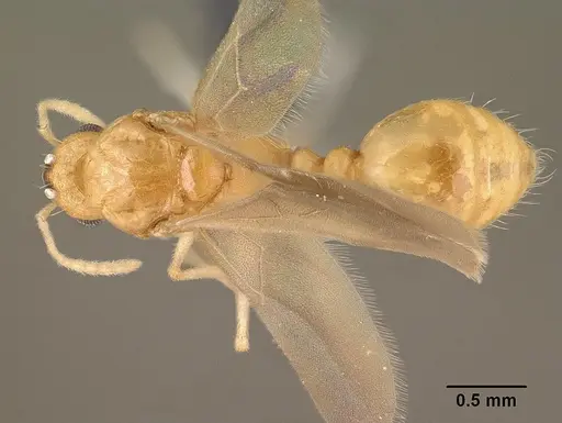 Tetramorium delagoense specimen CASENT0144851 image casent0144851_1