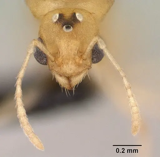 Tetramorium delagoense specimen CASENT0144851 image casent0144851_2