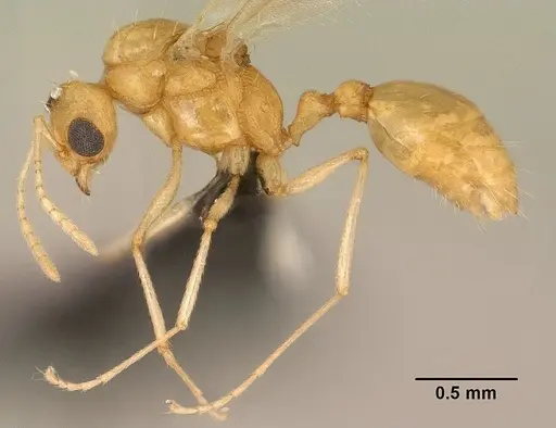 Tetramorium delagoense specimen CASENT0144851 image casent0144851_3