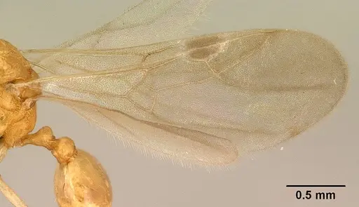 Tetramorium delagoense specimen CASENT0144851 image casent0144851_4
