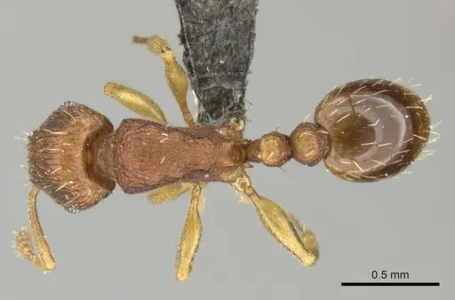 Tetramorium delagoense specimen CASENT0249017 image casent0249017_1