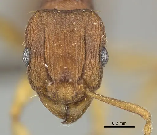 Tetramorium delagoense specimen CASENT0249017 image casent0249017_2