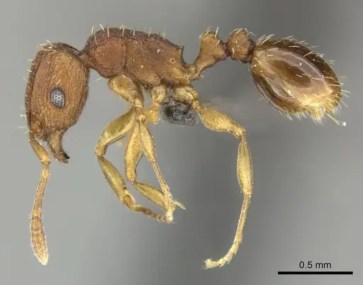 Tetramorium delagoense specimen CASENT0249017 image casent0249017_3