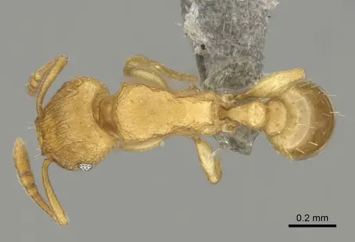 Tetramorium delagoense specimen CASENT0255101 image casent0255101_1