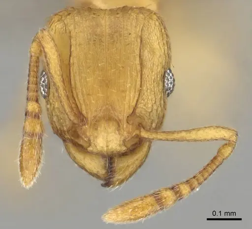 Tetramorium delagoense specimen CASENT0255101 image casent0255101_2