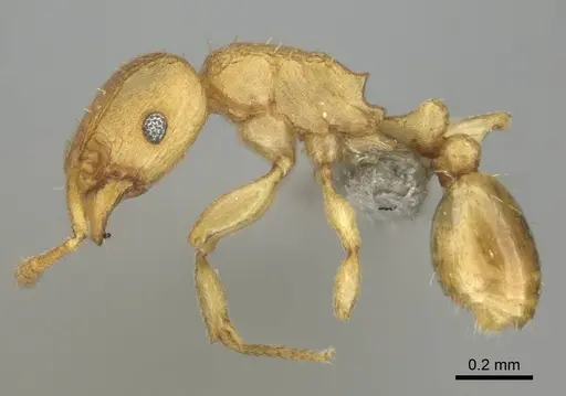 Tetramorium delagoense specimen CASENT0255101 image casent0255101_3