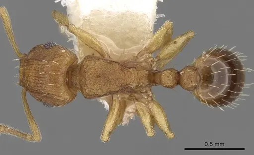 Tetramorium delagoense specimen CASENT0280856 image casent0280856_1