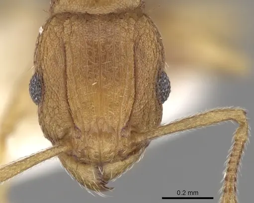 Tetramorium delagoense specimen CASENT0280856 image casent0280856_2