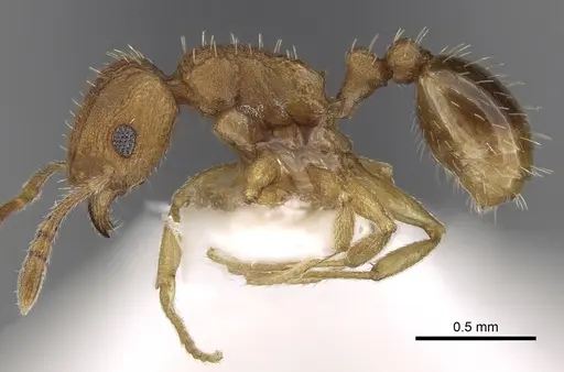 Tetramorium delagoense specimen CASENT0280856 image casent0280856_3